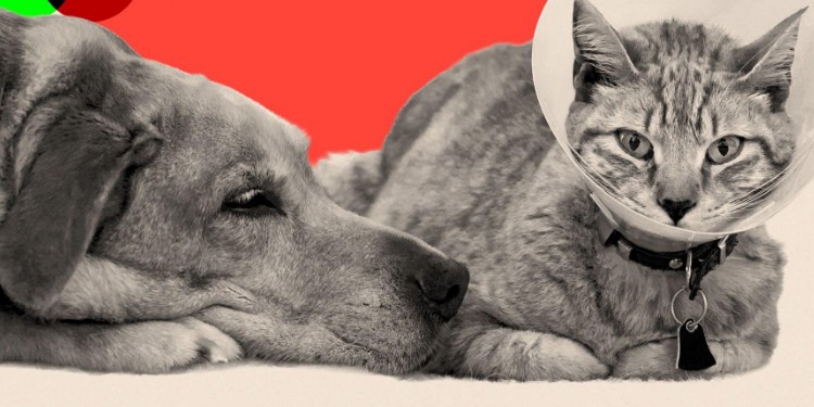 costo recetas mascotas