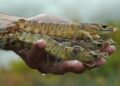 cocaína en camarones Reino Unido
