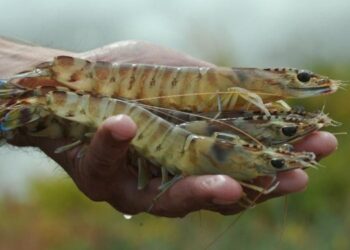 cocaína en camarones Reino Unido