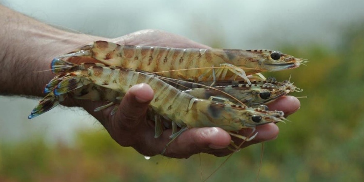 cocaína en camarones Reino Unido