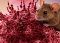Hantavirus
