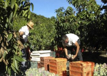 químicos en cultivos