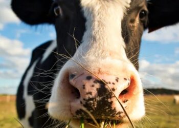 caso de vacas locas