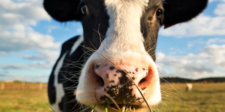 caso de vacas locas